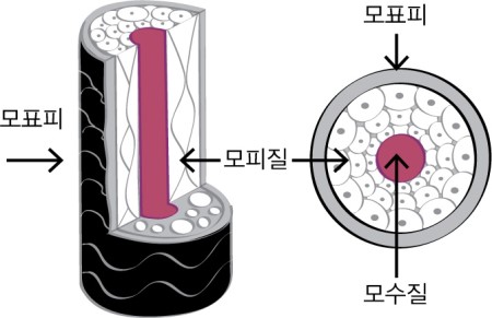 도유보네르 이미지