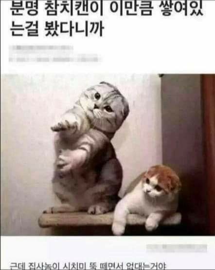 꽁이 이미지
