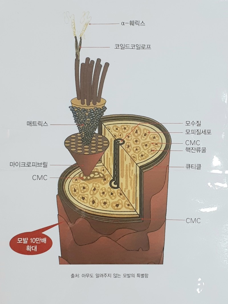 도유보네르 이미지