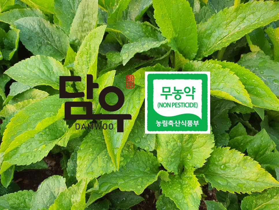 담우 이미지