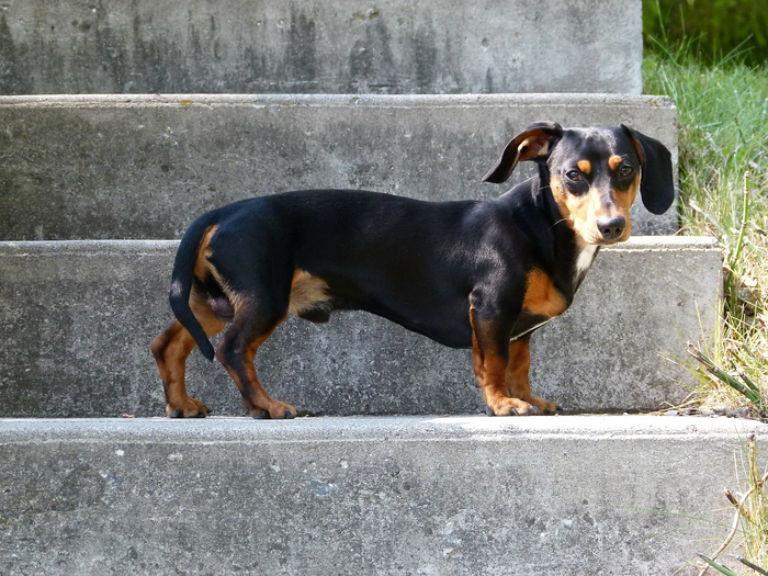 닥스훈트(DACHS HUND) 이미지