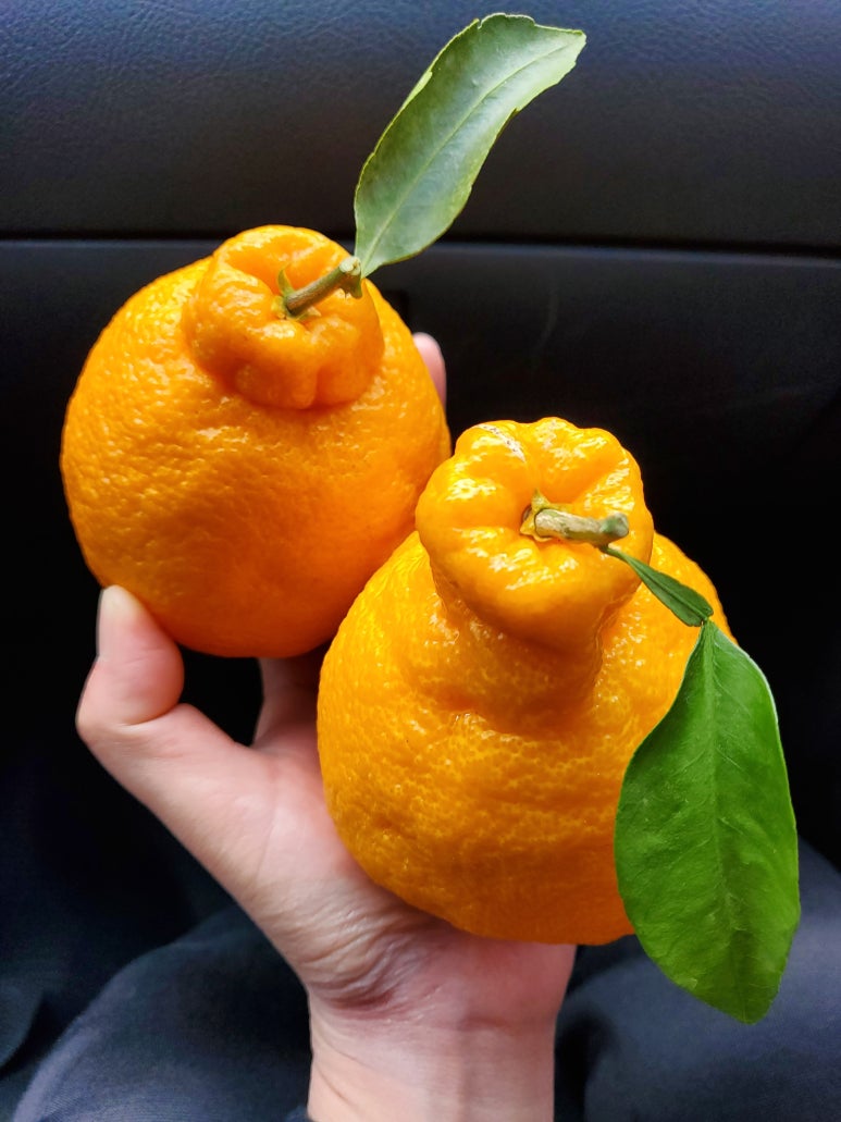 명루관 이미지