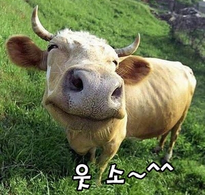 정인공조 이미지