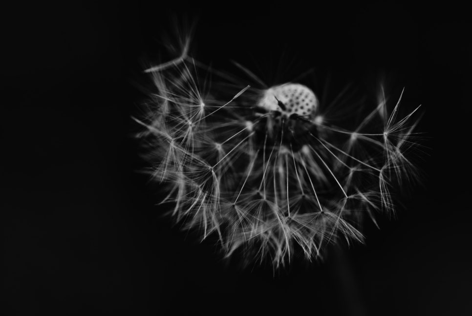 그레이(Grey) 이미지