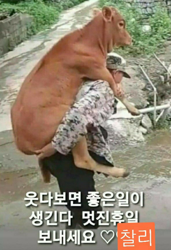 음매 이미지