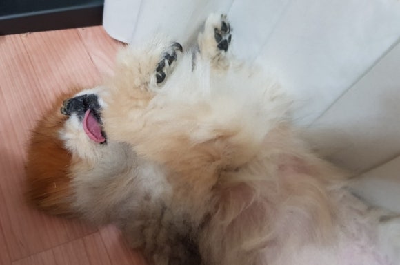 잠솔 이미지