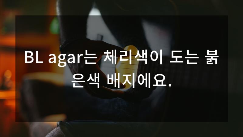 다멜로 이미지