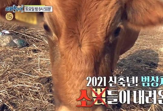 소떼마을 이미지