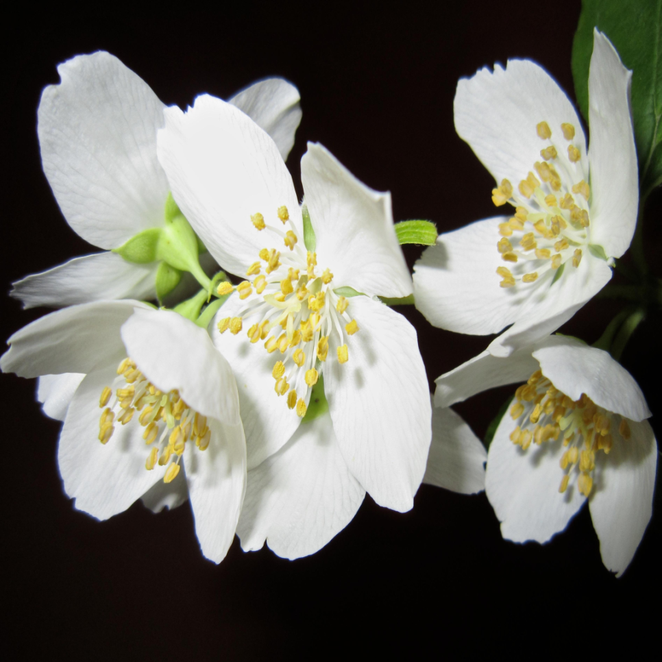 삼박 이미지