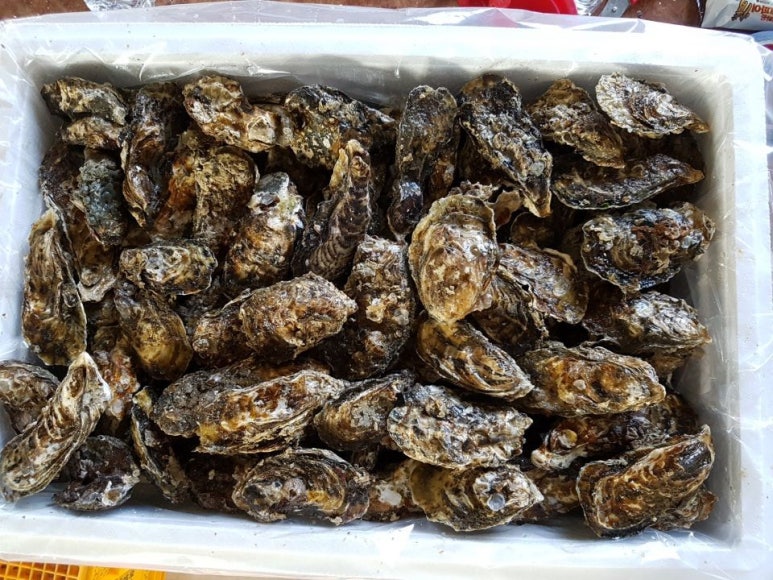 석화 이미지