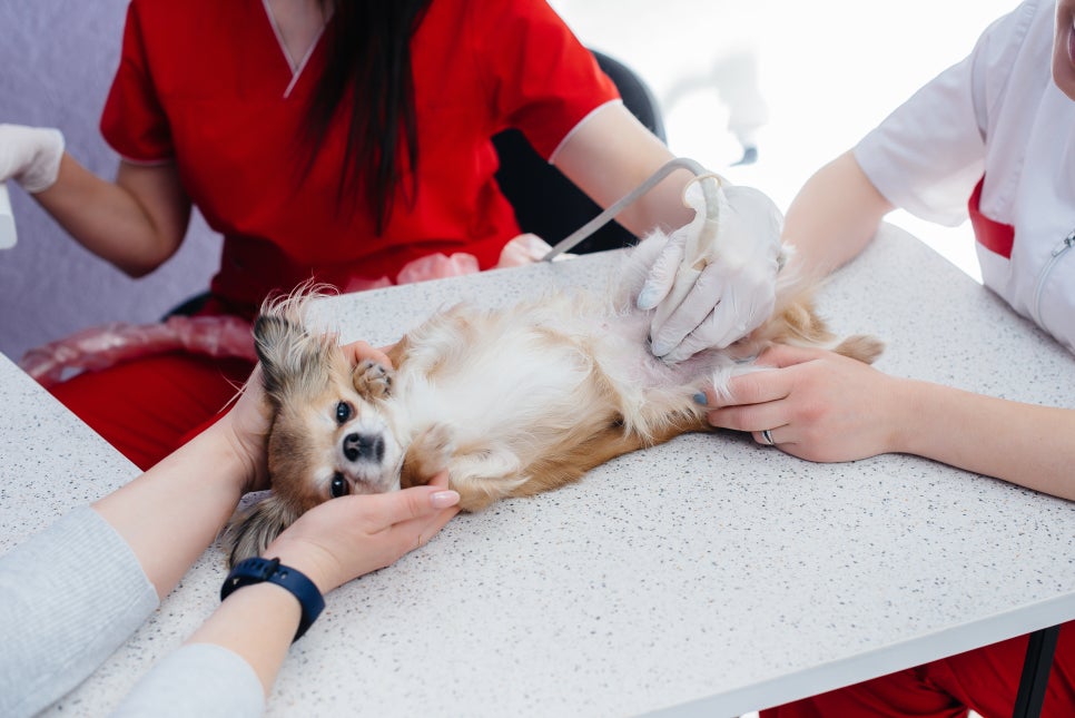 강아지 갈색 구토 원인 7가지 수의학 논문 기반 인포그래픽