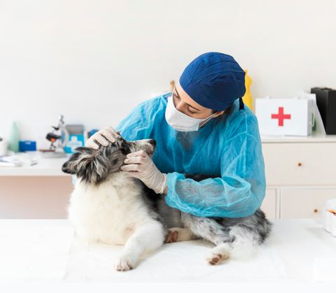 강아지 갈색 구토 색상별 위험도 비교표