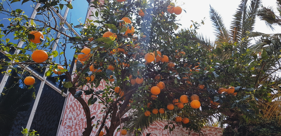 돼지명가 이미지