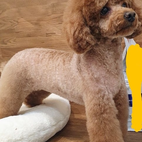 브로컬리헤어 이미지