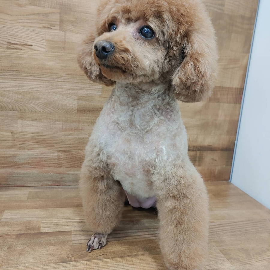 브로컬리헤어 이미지
