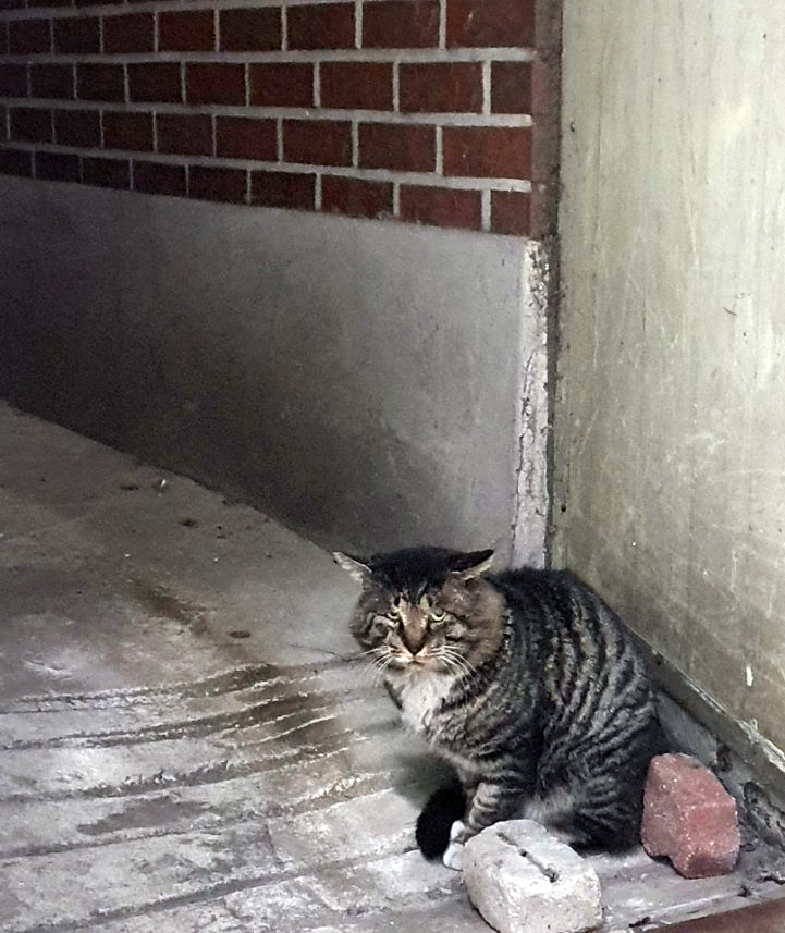 리브로주 이미지