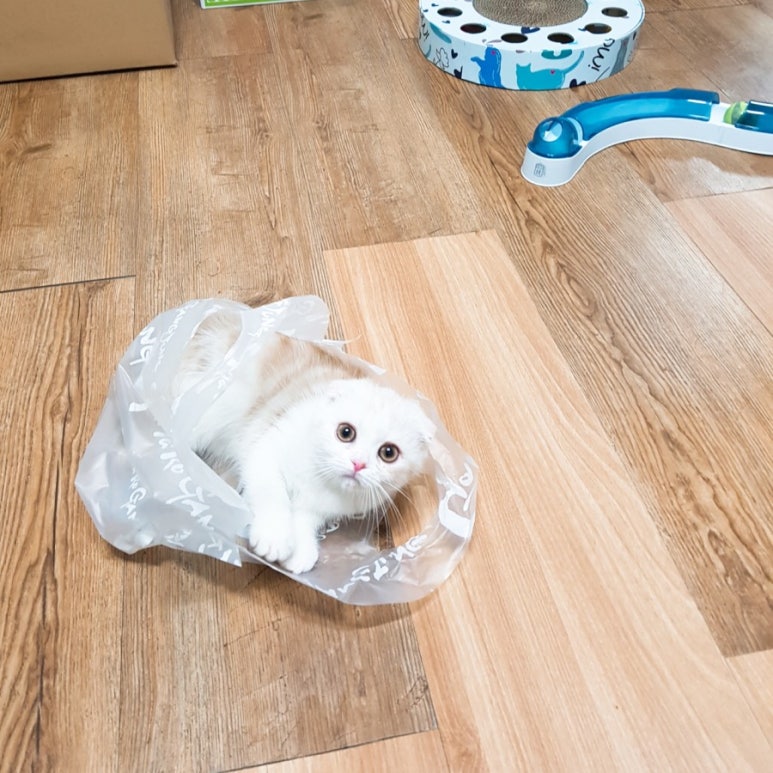 콩보리네 이미지
