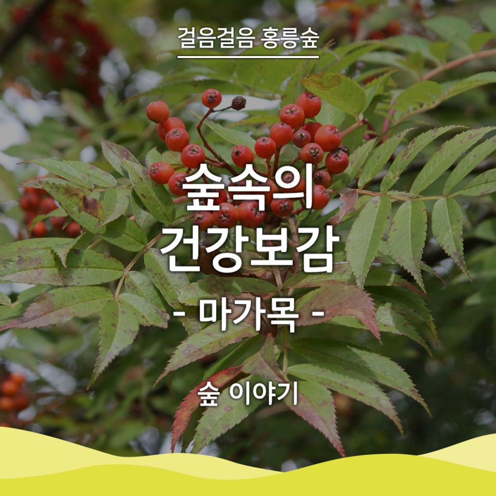 건강보감 이미지