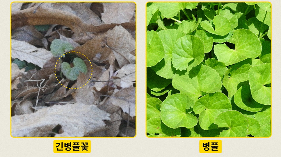 온노리 이미지