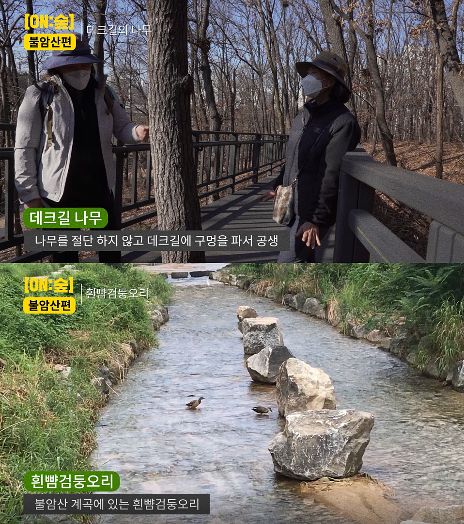 온숲 이미지