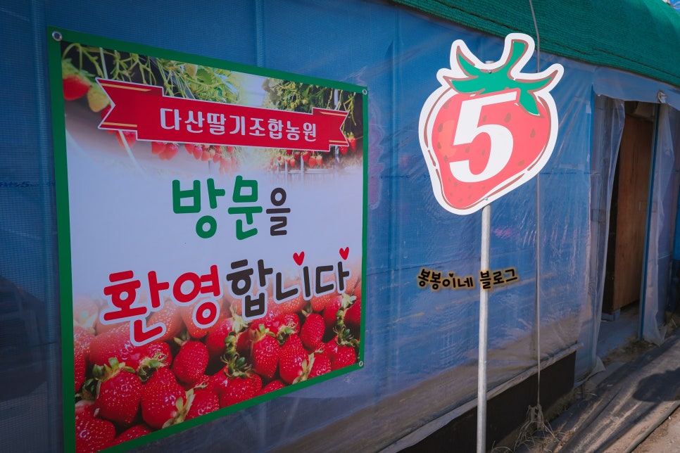 다산딸기수출 이미지