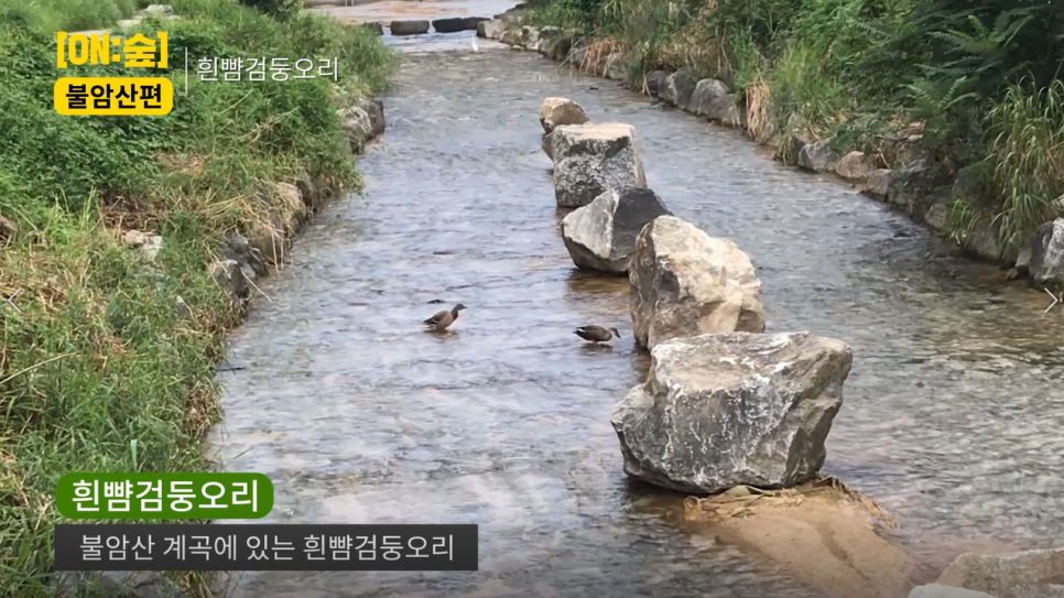 온노리 이미지