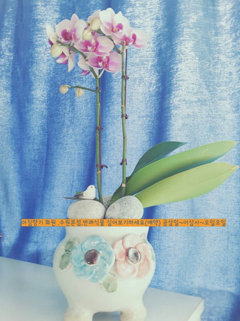 아침향기화원 이미지