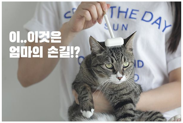 그루밍 이미지