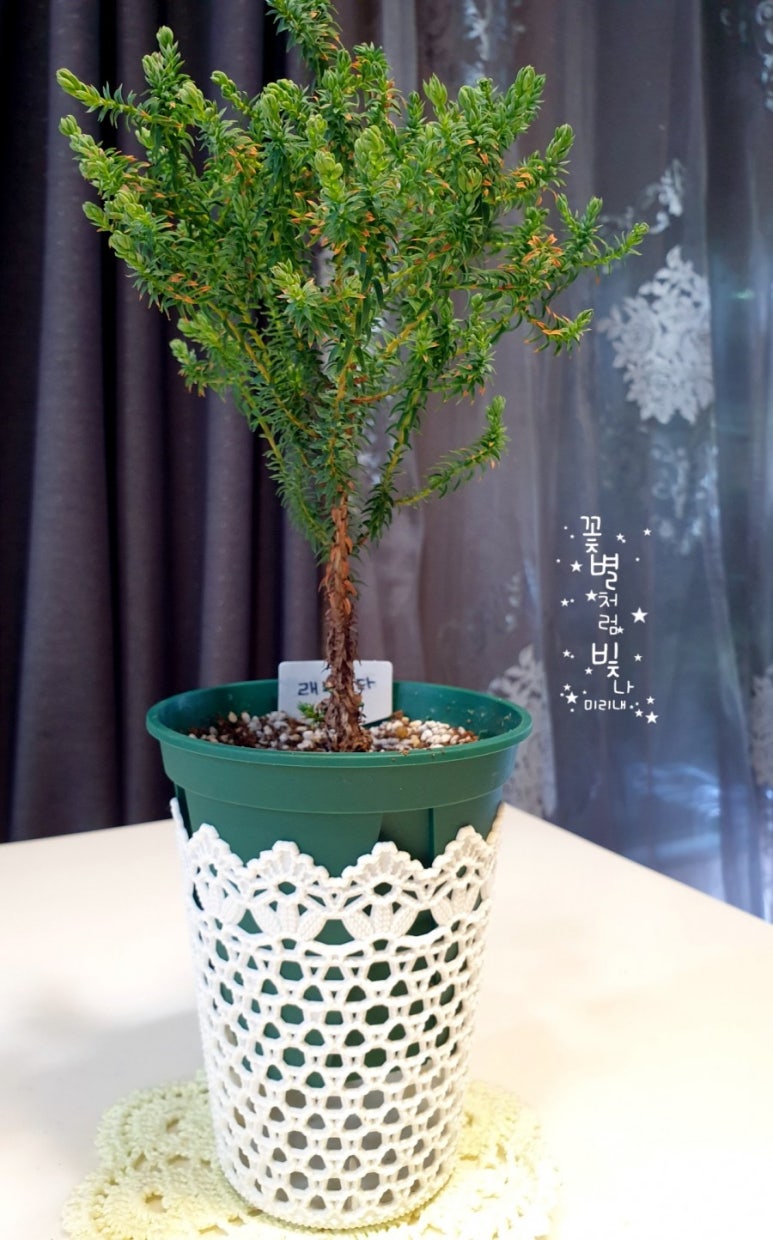 큐티수피아 이미지