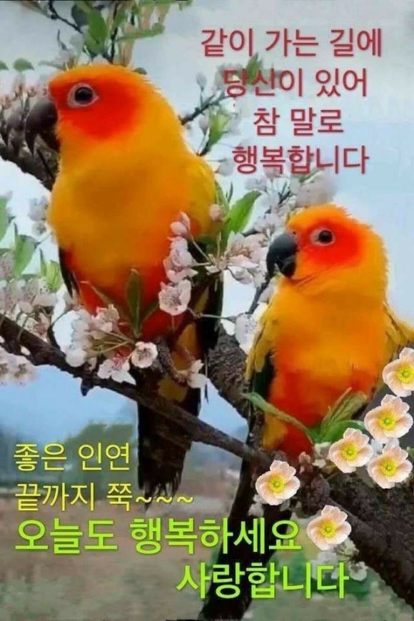 꼬망쎄 이미지