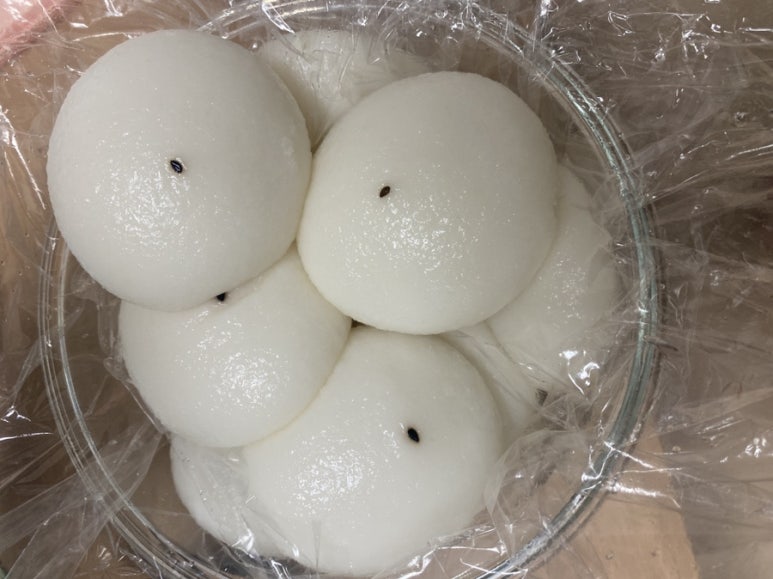 송화잔기지떡 마곡점 사진 6