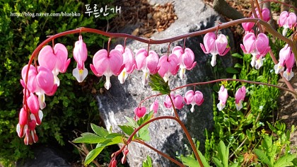 송림원 이미지