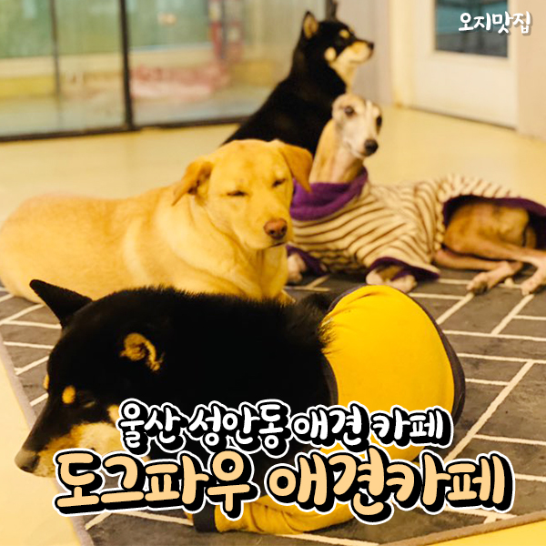 도그파우 이미지