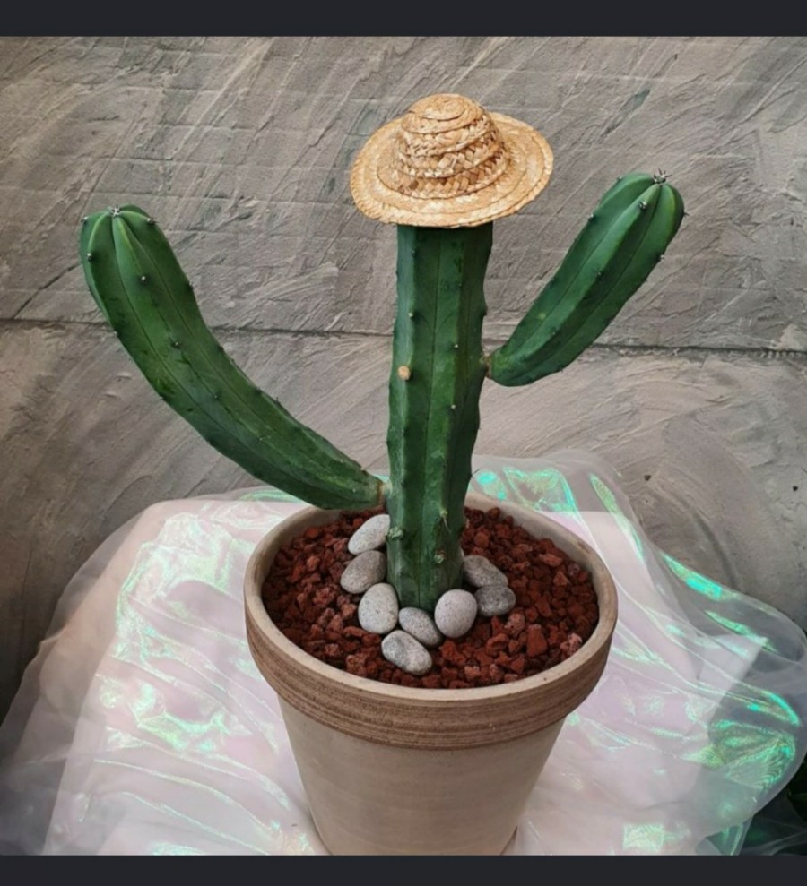 진화꽃집 이미지