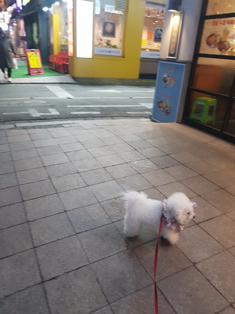 아로아로이 이미지