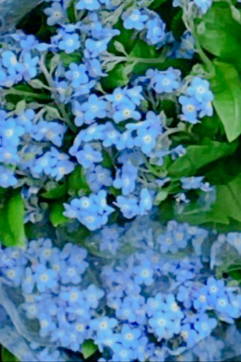 물망초forgetmenot 이미지
