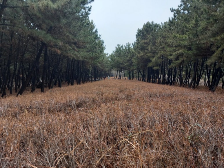 곰솔주단 이미지