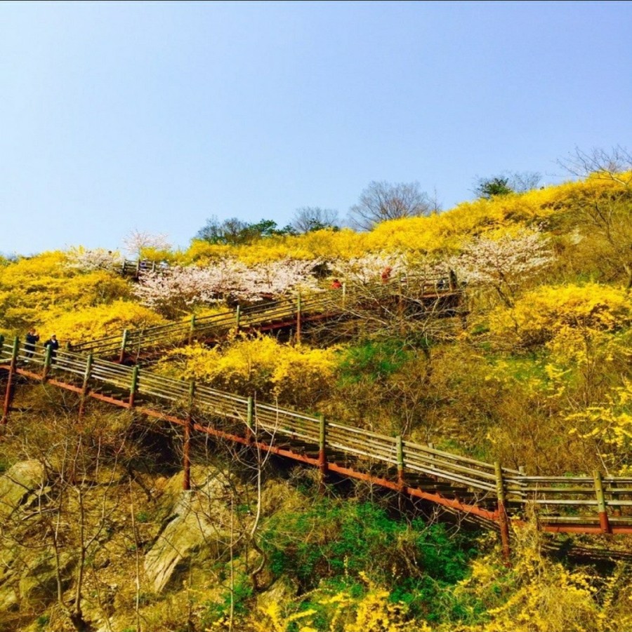 춘화식당 이미지