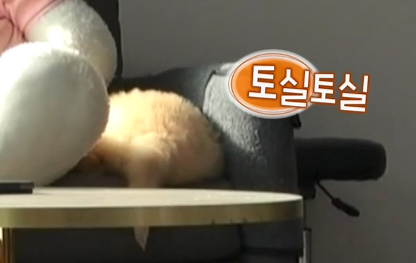 똥깡아지 이미지