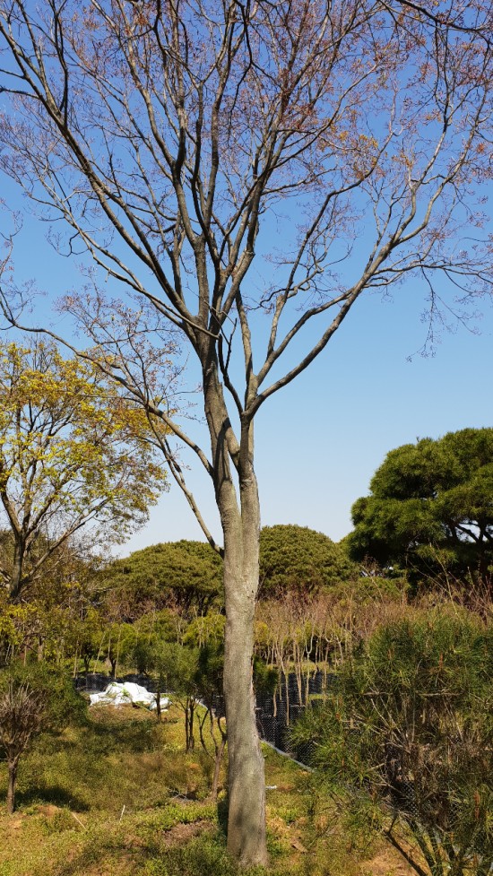 청단풍 이미지
