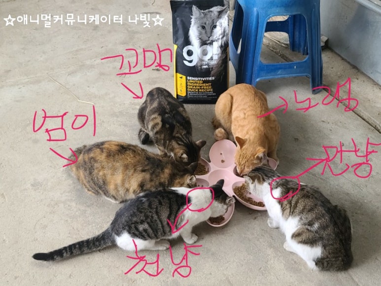 냥이커뮤니케이션 이미지