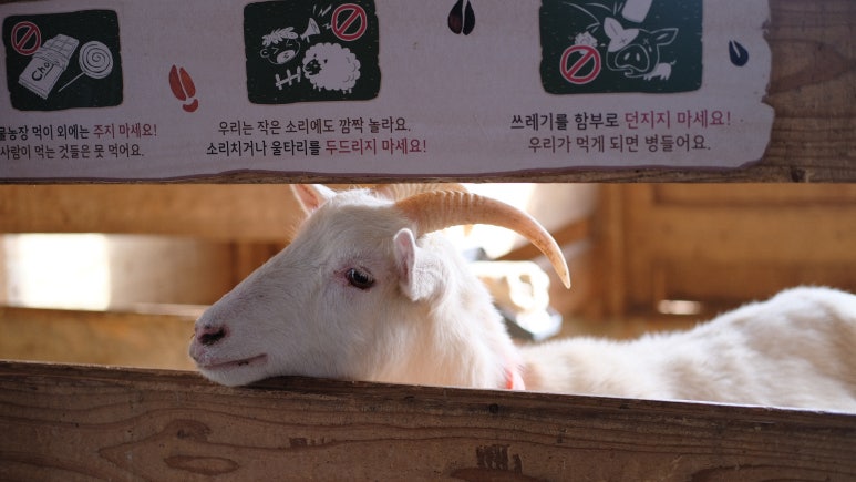 고창상하목장 이미지