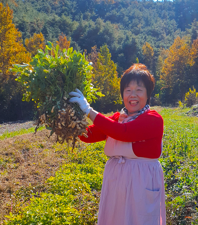 제일땅콩 이미지