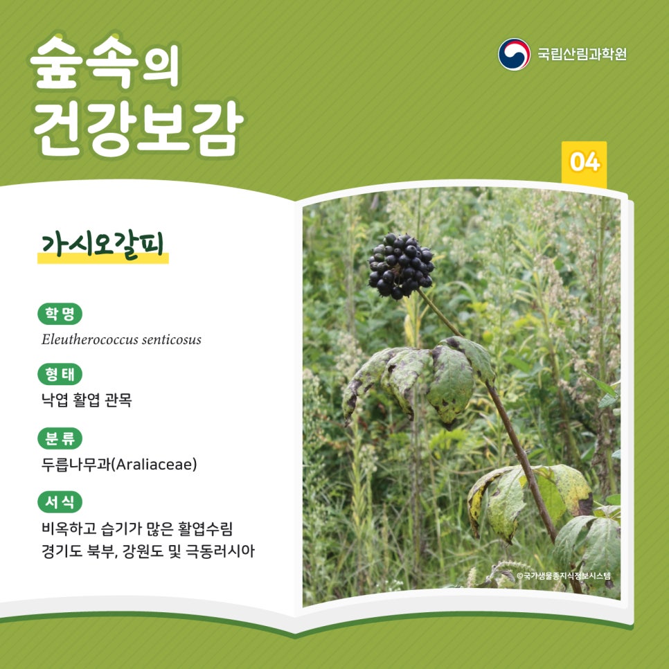 건강보감 이미지