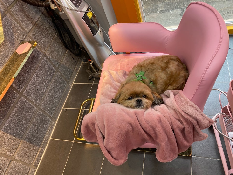 잇다붙임머리 이미지