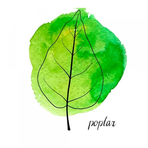 포플러(poplar) 이미지