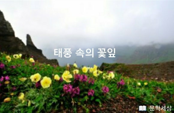 꽃잎 이미지