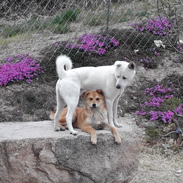플루어 이미지