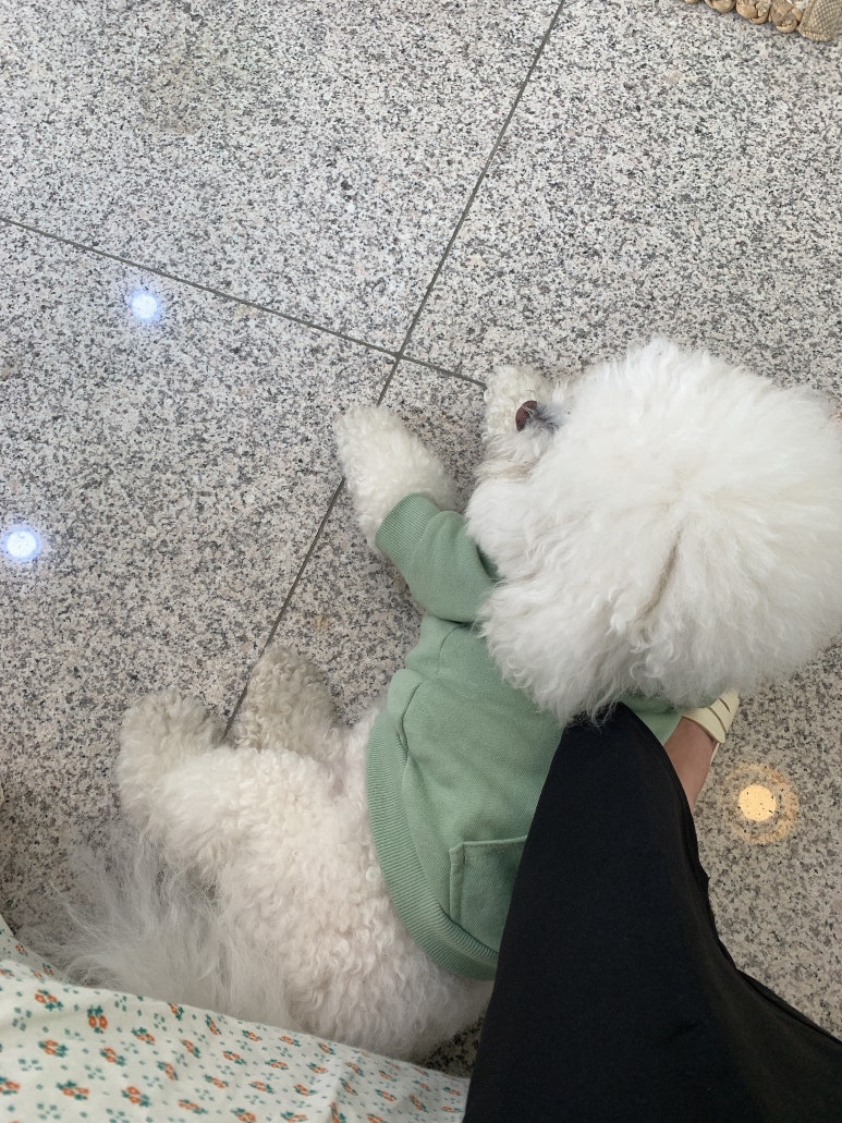 네일오숑 이미지