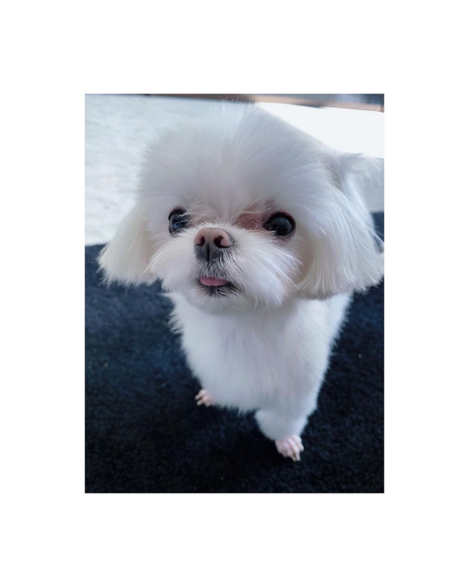 저스투 이미지